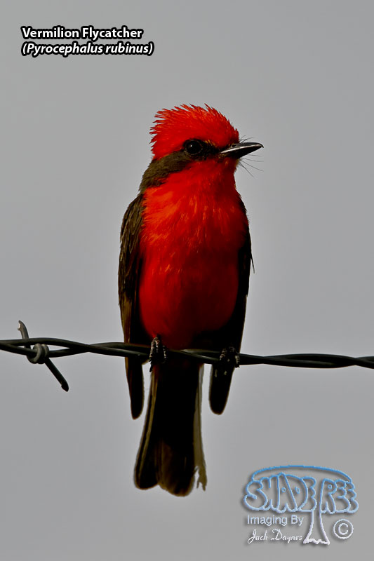 Vermilion Flycatcher - Pyrocephalus rubinus