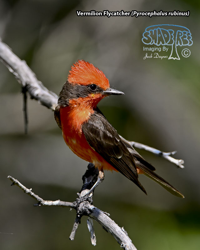 Vermilion Flycatcher - Pyrocephalus rubinus