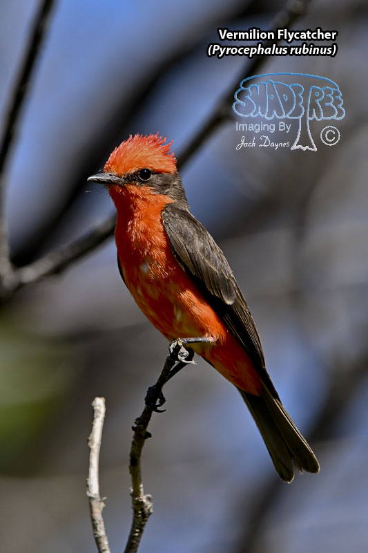 Vermilion Flycatcher - Pyrocephalus rubinus