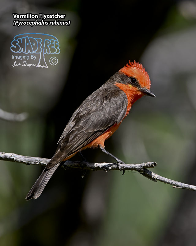 Vermilion Flycatcher - Pyrocephalus rubinus