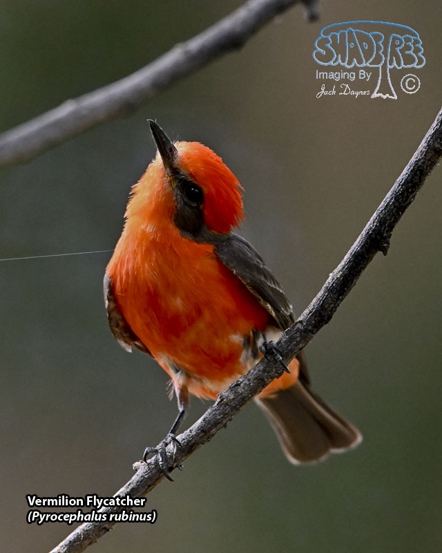 Vermilion Flycatcher - Pyrocephalus rubinus