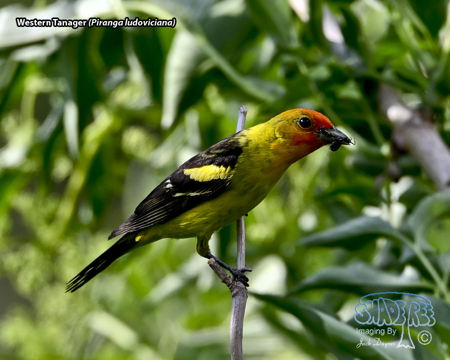 Western Tanager - Piranga ludoviciana