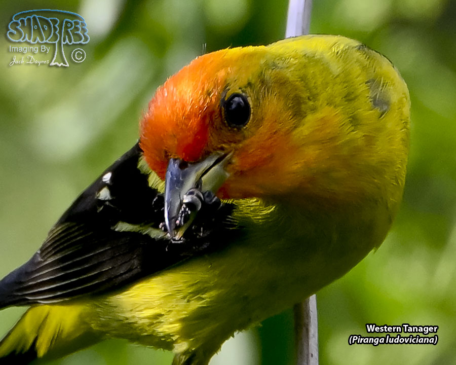 Western Tanager - Piranga ludoviciana