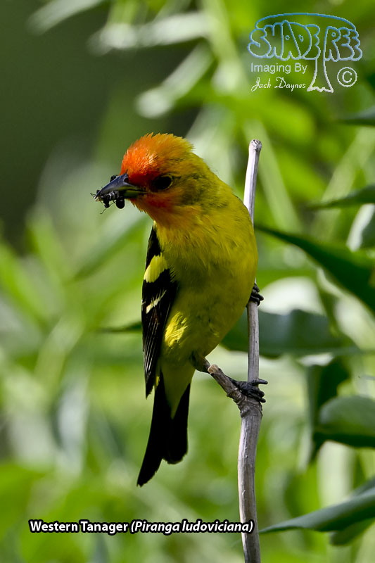 Western Tanager - Piranga ludoviciana