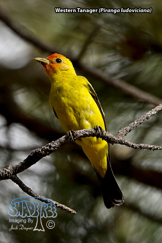 Western Tanager - Piranga ludoviciana