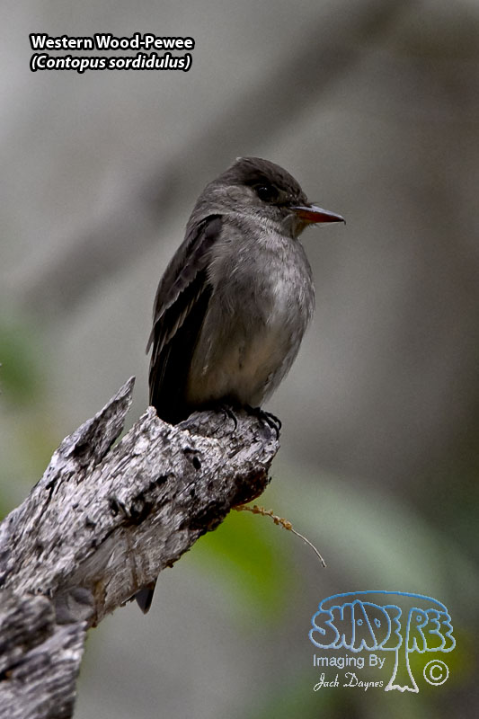 Western Wood-Pewee - Contopus sordidulus