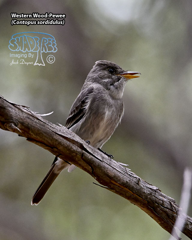 Western Wood-Pewee - Contopus sordidulus