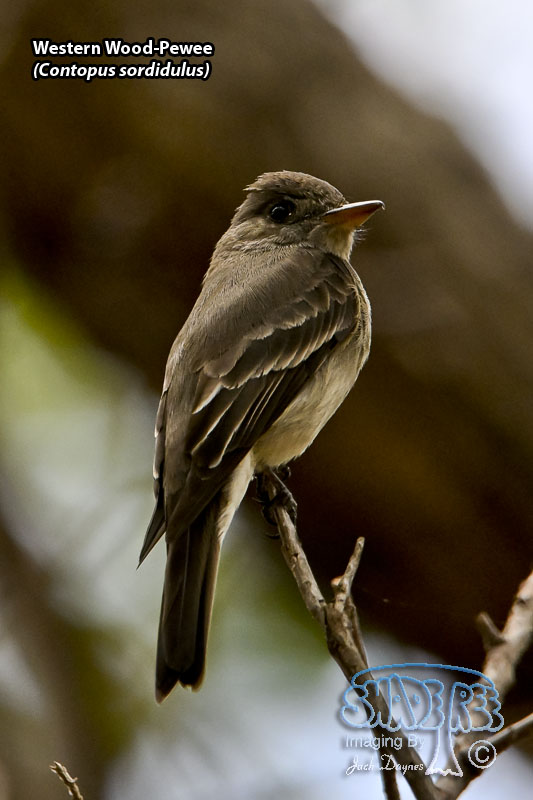 Western Wood-Pewee - Contopus sordidulus