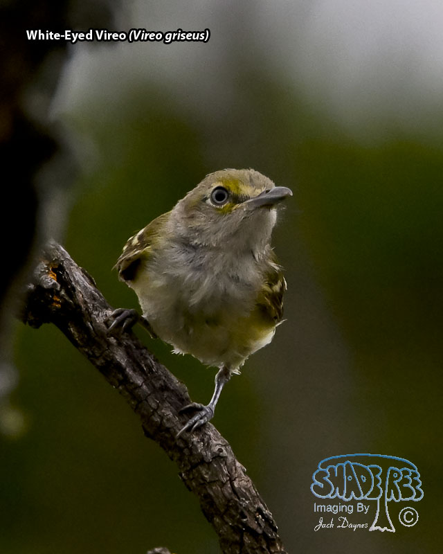 White-Eyed Vireo - Vireo griseus