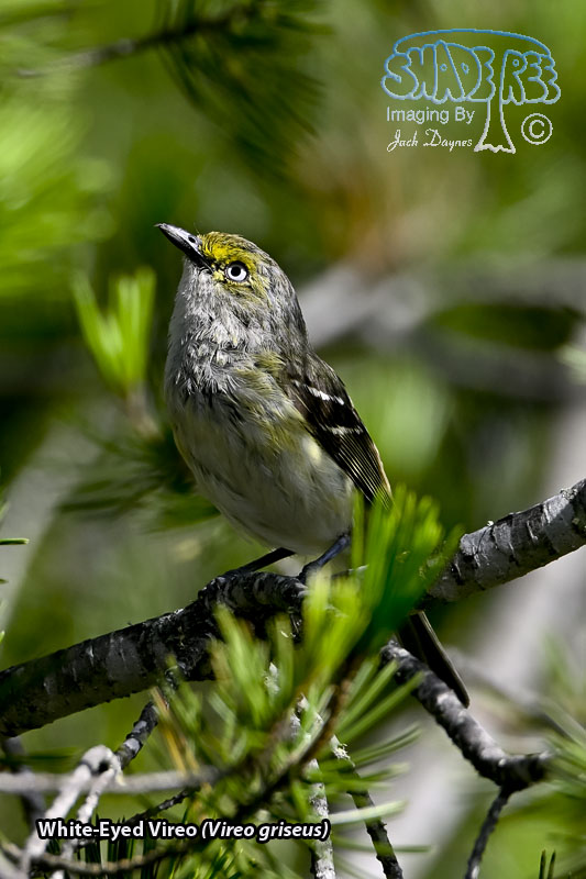 White-Eyed Vireo - Vireo griseus