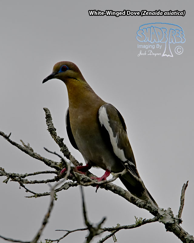White-Winged Dove - Zenaida asiatica