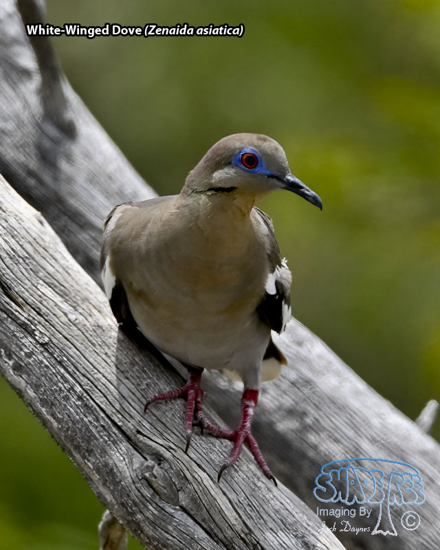 White-Winged Dove - Zenaida asiatica