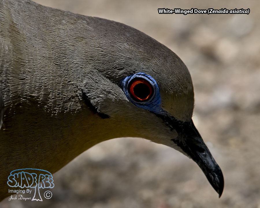 White-Winged Dove - Zenaida asiatica