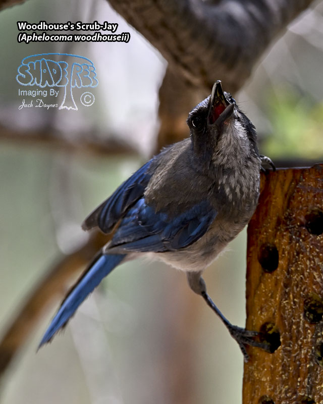 Woodhouse's Scrub-Jay - Aphelocoma woodhouseii