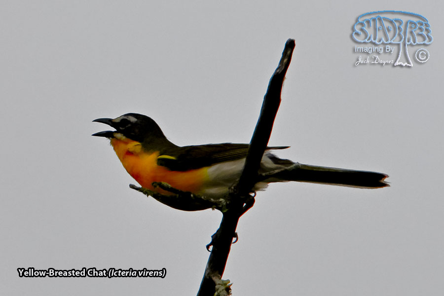 Yellow-Breasted Chat - Icteria virens