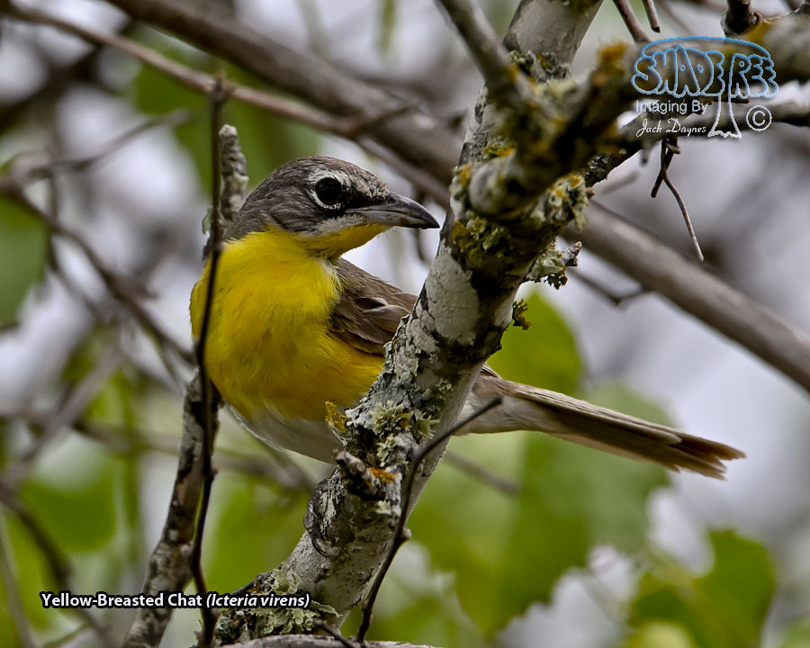 Yellow-Breasted Chat - Icteria virens