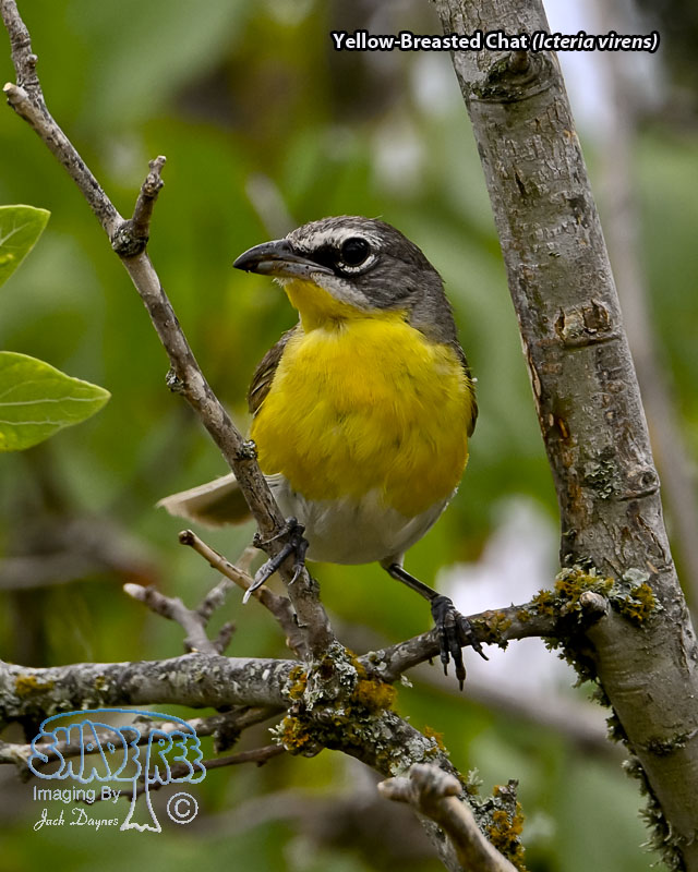 Yellow-Breasted Chat - Icteria virens