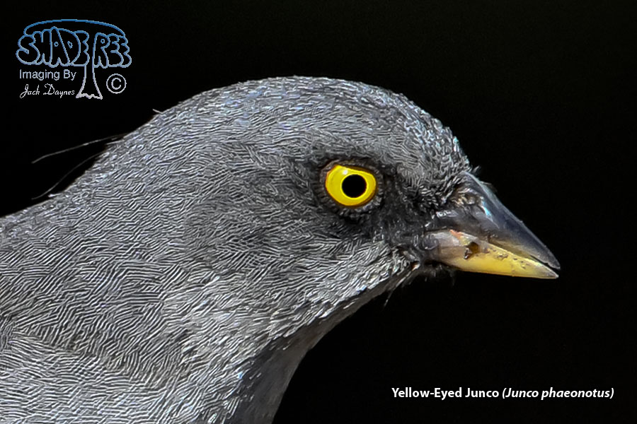 Yellow-Eyed Junco - Junco phaeonotus
