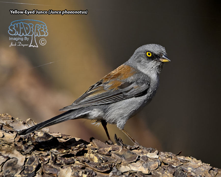 Yellow-Eyed Junco - Junco phaeonotus