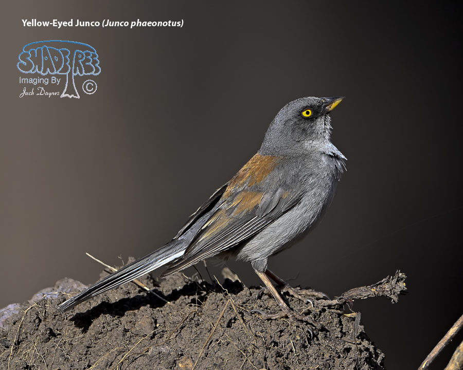 Yellow-Eyed Junco - Junco phaeonotus