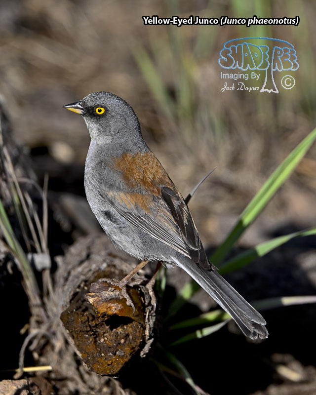 Yellow-Eyed Junco - Junco phaeonotus