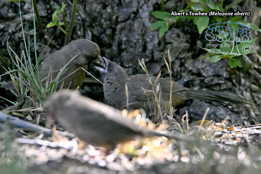 Abert's Towhee - Melozone aberti