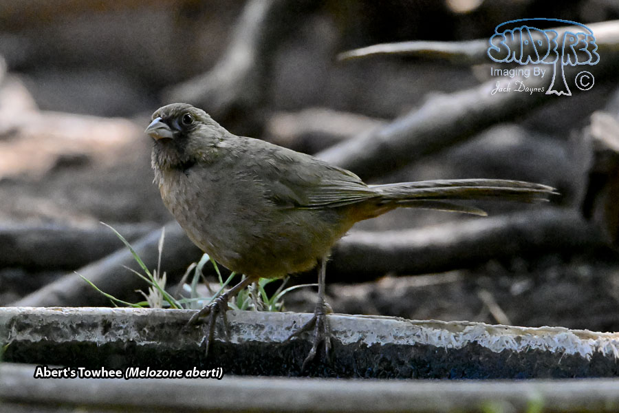 Abert's Towhee - Melozone aberti
