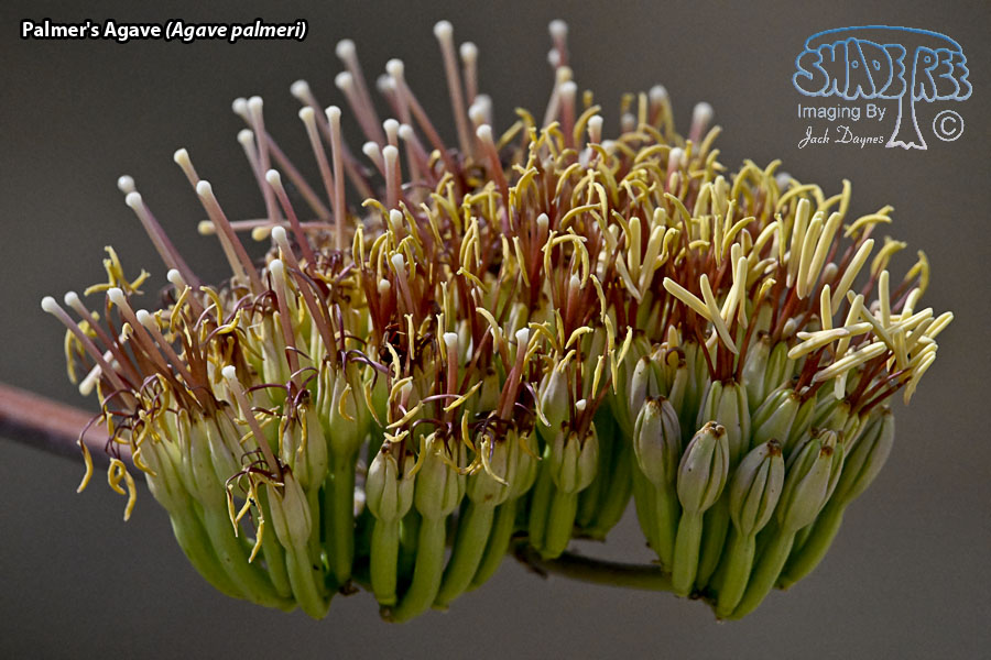 Palmer's Agave - Agave palmeri