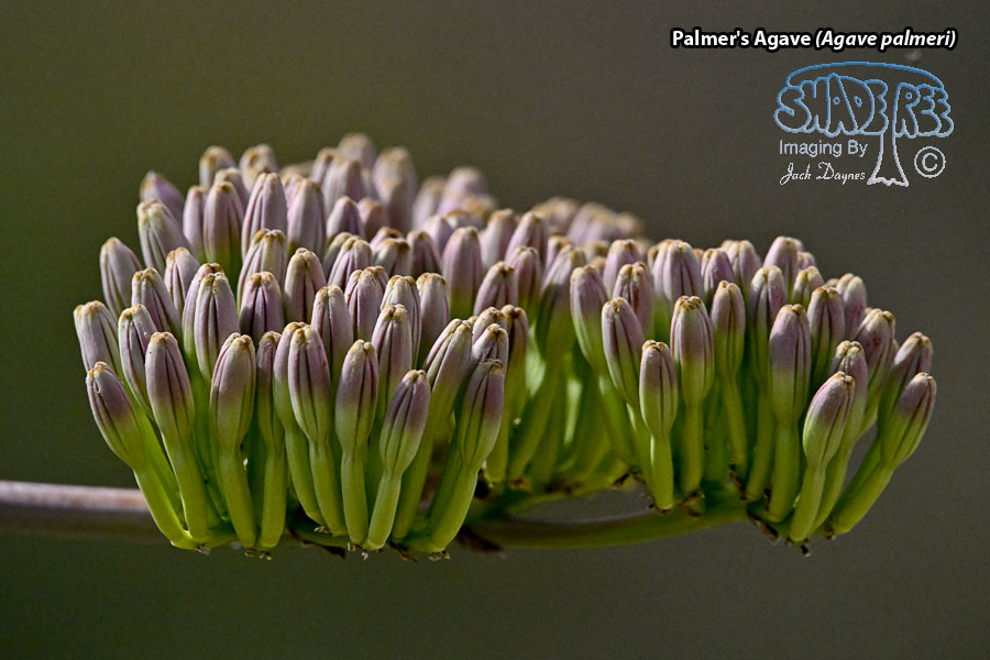 Palmer's Agave - Agave palmeri