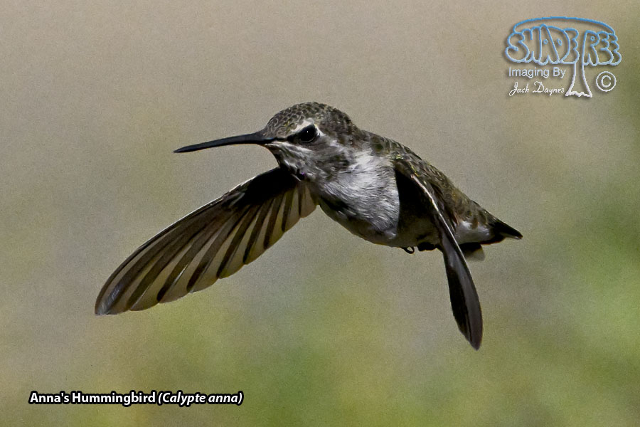 Anna's Hummingbird - Calypte anna