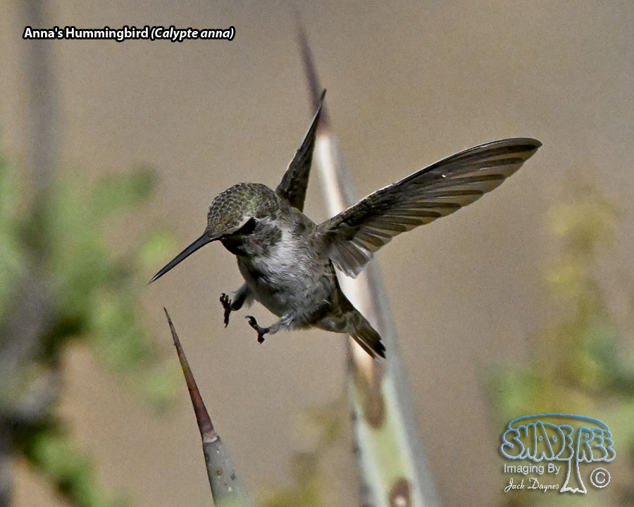 Anna's Hummingbird - Calypte anna
