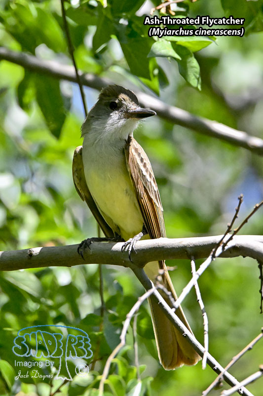 Ash-Throated Flycatcher - Myiarchus cinerascens