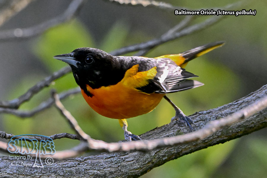 Baltimore Oriole - Icterus galbula