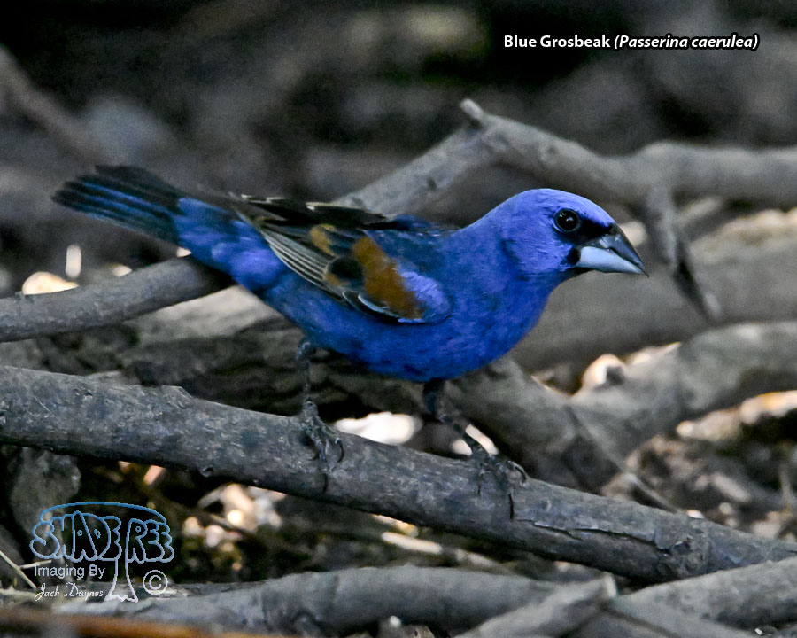 Blue Grosbeak - Passerina caerulea
