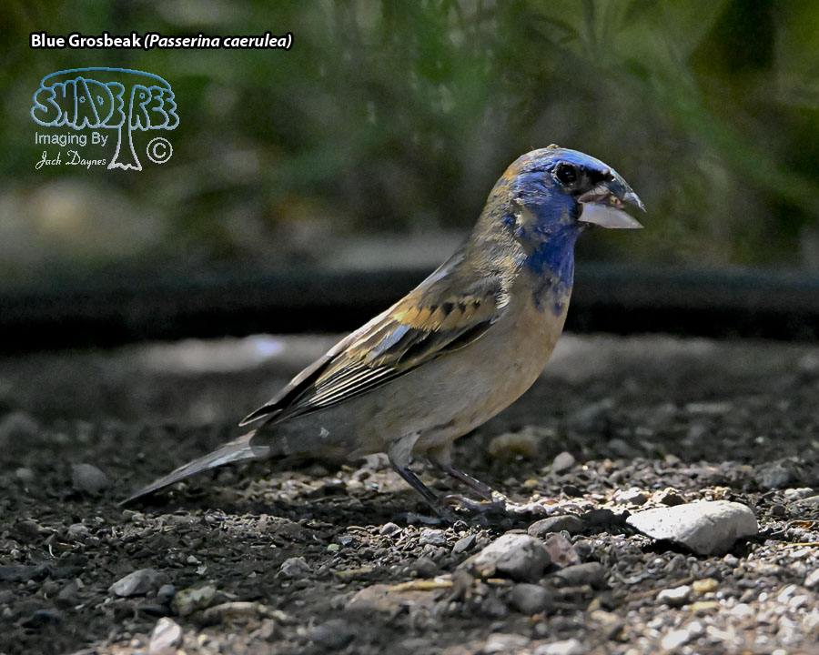 Blue Grosbeak - Passerina caerulea