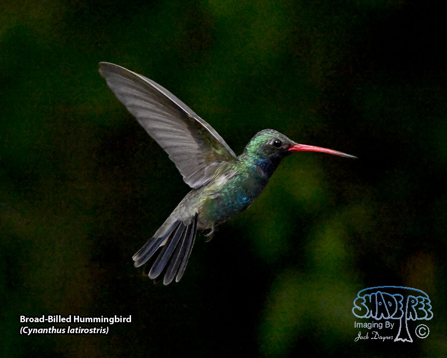 Broad-Billed Hummingbird - Cynanthus latirostris