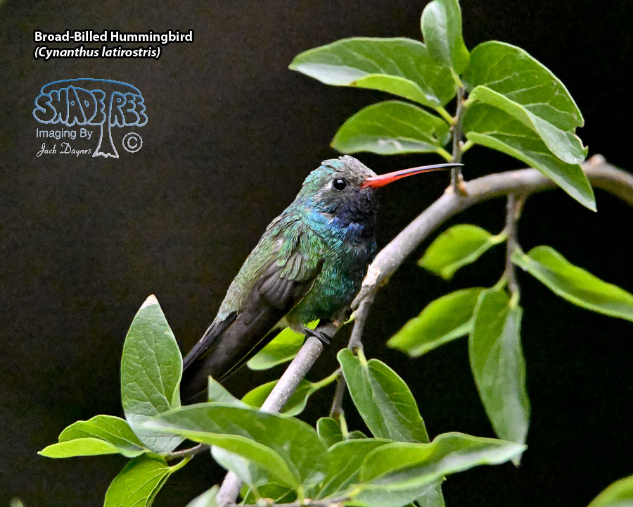 Broad-Billed Hummingbird - Cynanthus latirostris