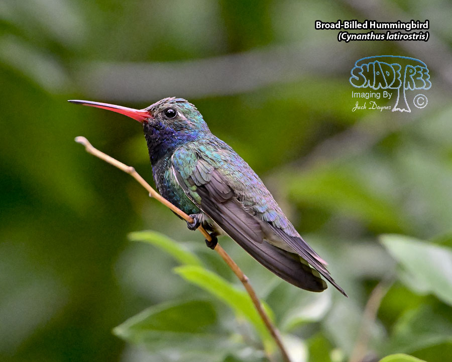 Broad-Billed Hummingbird - Cynanthus latirostris