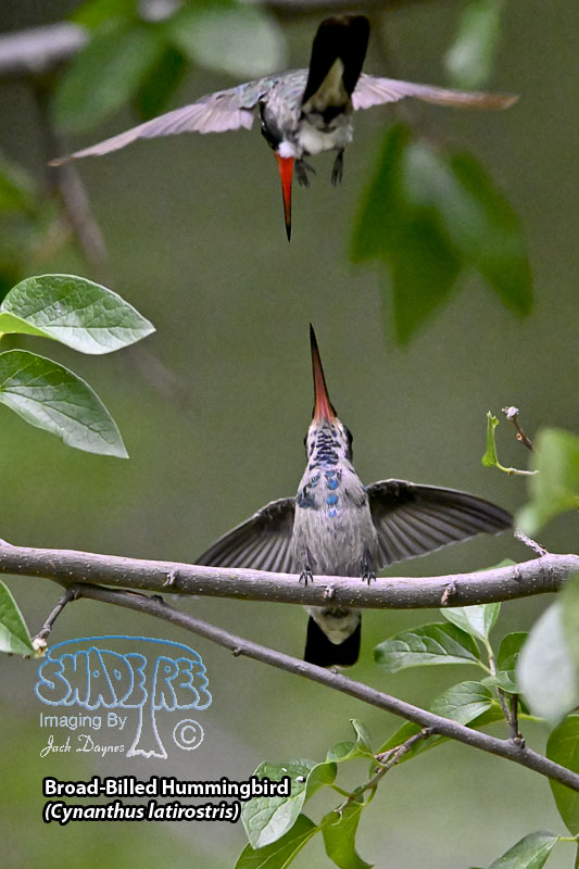 Broad-Billed Hummingbird - Cynanthus latirostris