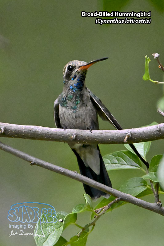 Broad-Billed Hummingbird - Cynanthus latirostris