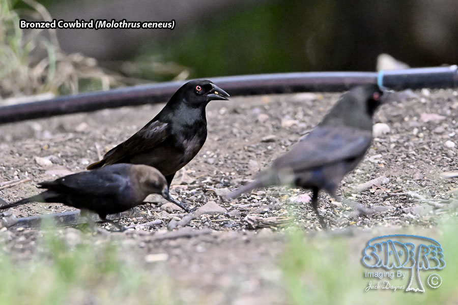 Bronzed Cowbird - Molothrus aeneus