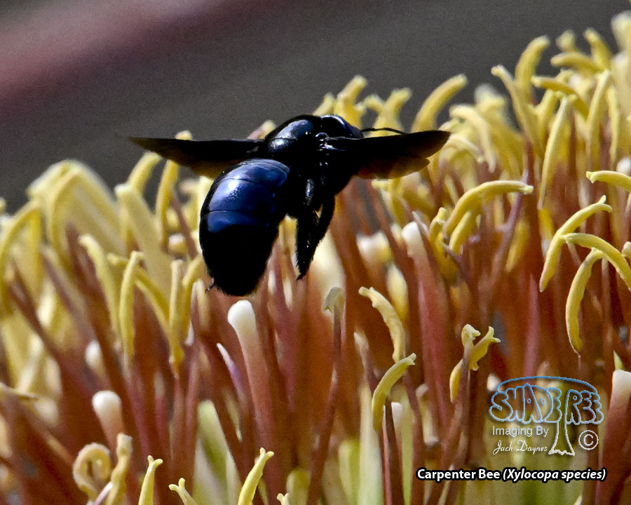 Carpenter Bee - Xylocopa species