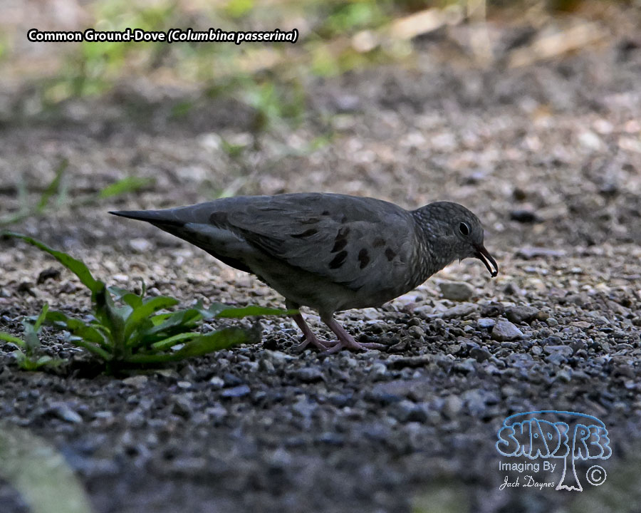 Common Ground-Dove - Columbina passerina