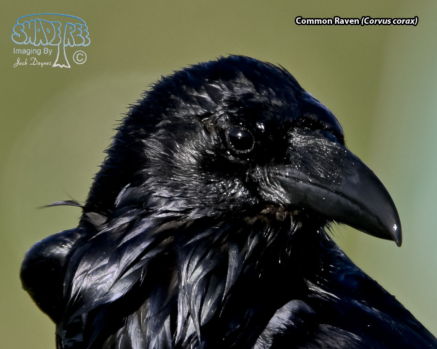 Common Raven - Corvus corax