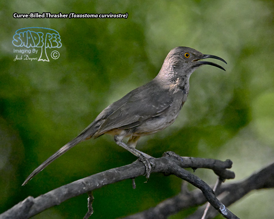 Curve-Billed Thrasher - Toxostoma curvirostre
