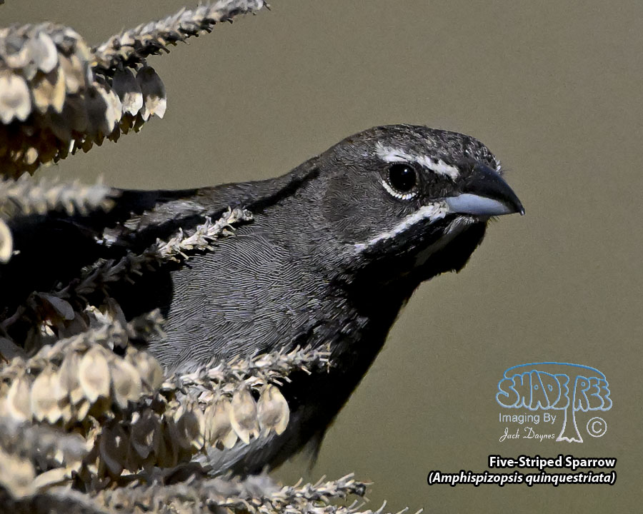 Five-Striped Sparrow - Amphispizopsis quinquestriata