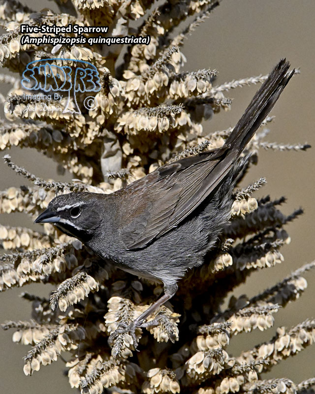 Five-Striped Sparrow - Amphispizopsis quinquestriata