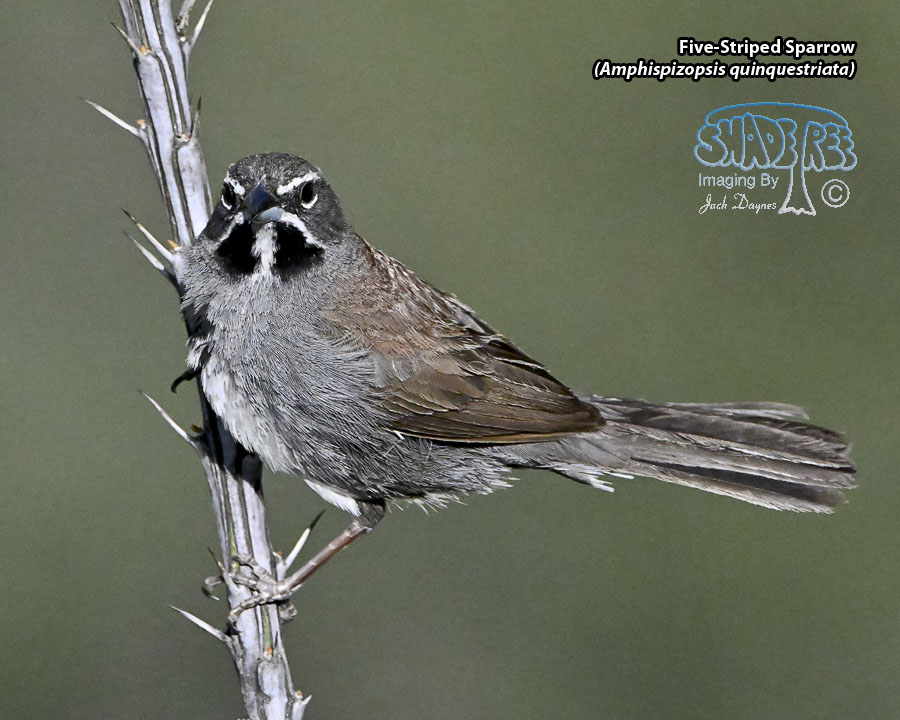 Five-Striped Sparrow - Amphispizopsis quinquestriata