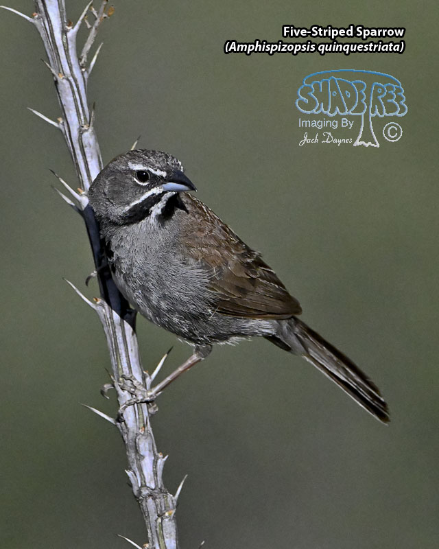 Five-Striped Sparrow - Amphispizopsis quinquestriata