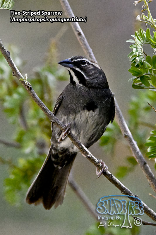Five-Striped Sparrow - Amphispizopsis quinquestriata